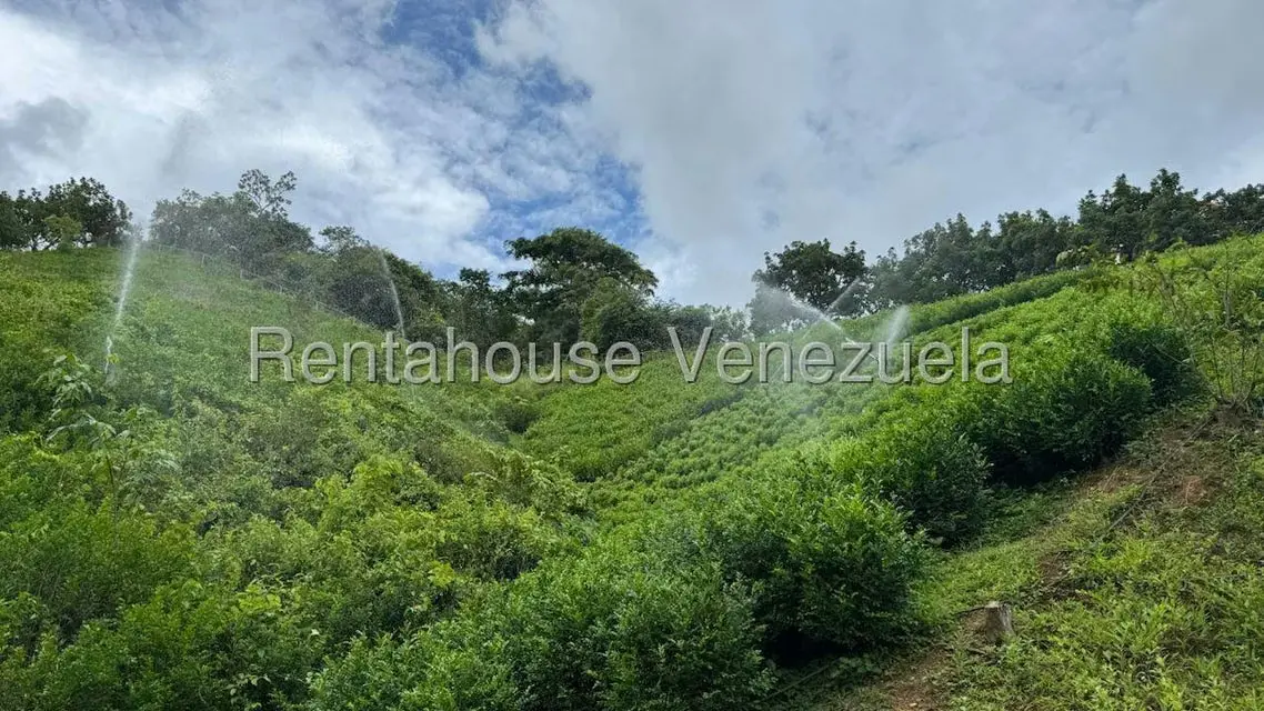 Terreno (Finca) en Venta en Sector El Carmen, Aragua - 21