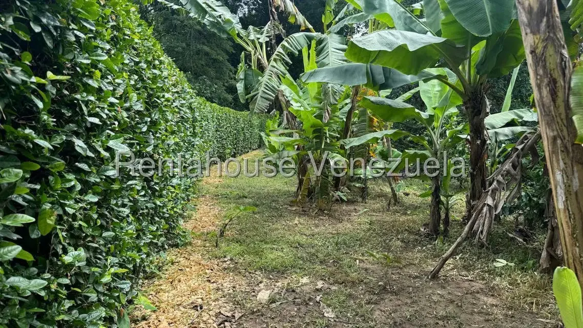 Terreno (Finca) en Venta en Sector El Carmen, Aragua - 24