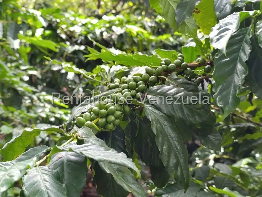Terreno (Finca) en Venta en Sector El Carmen, Aragua - 3