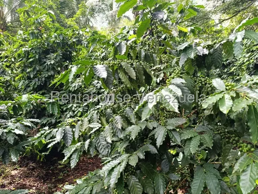 Terreno (Finca) en Venta en Sector El Carmen, Aragua - 43
