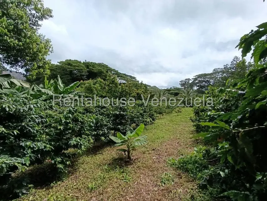 Terreno (Finca) en Venta en Sector El Carmen, Aragua - 44