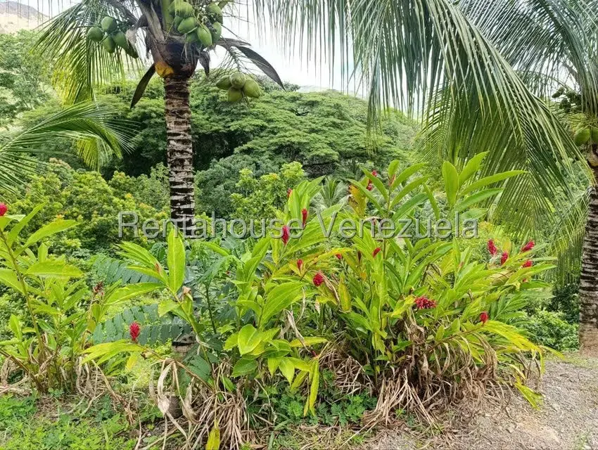 Terreno (Finca) en Venta en Sector El Carmen, Aragua - 48