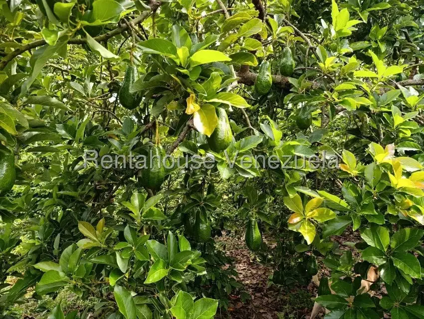 Terreno (Finca) en Venta en Sector El Carmen, Aragua - 49
