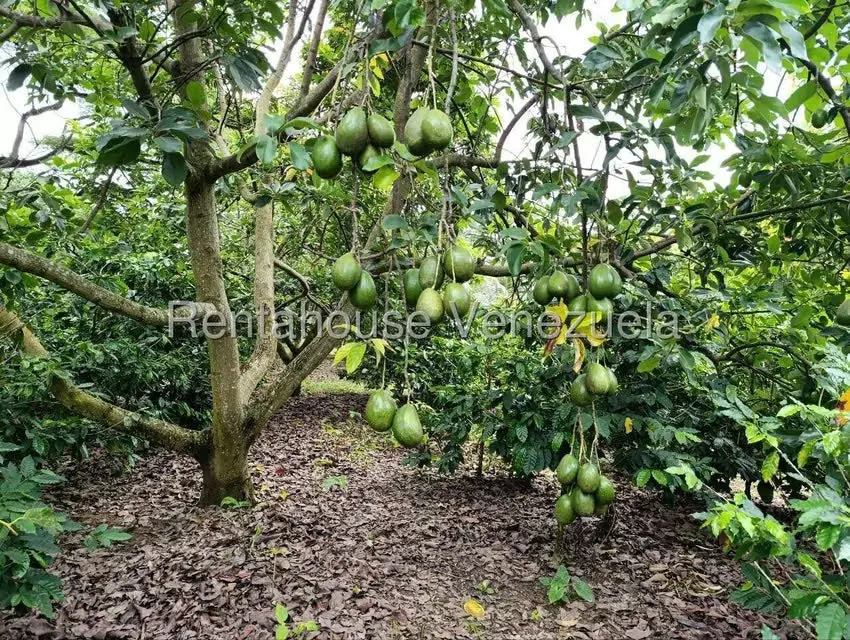 Terreno (Finca) en Venta en Sector El Carmen, Aragua - 5