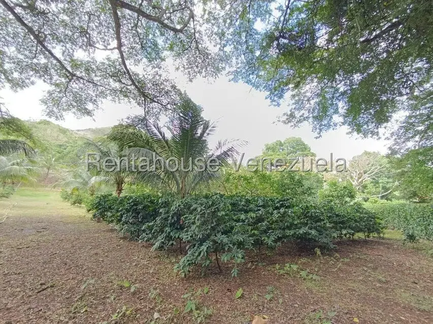 Terreno (Finca) en Venta en Sector El Carmen, Aragua - 51