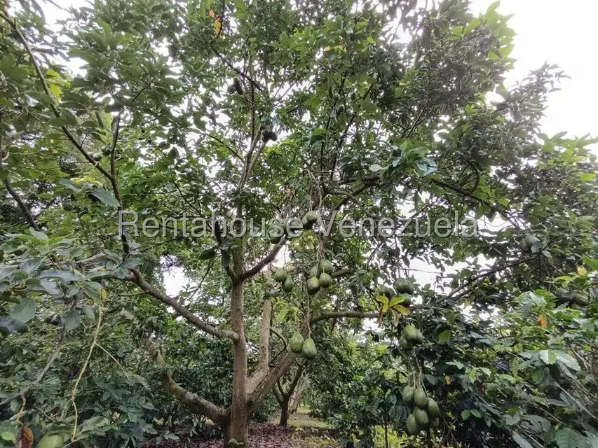 Terreno (Finca) en Venta en Sector El Carmen, Aragua - 52
