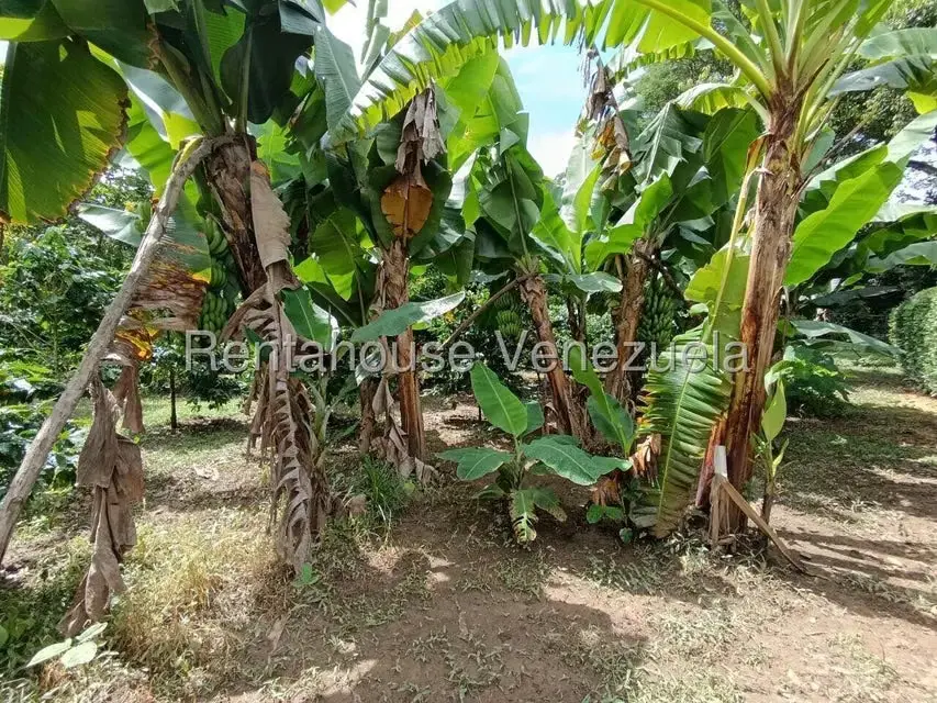 Terreno (Finca) en Venta en Sector El Carmen, Aragua - 54