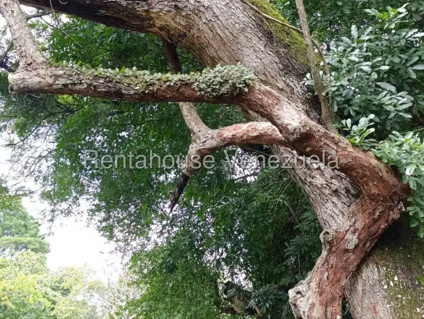Terreno (Finca) en Venta en Sector El Carmen, Aragua - 56