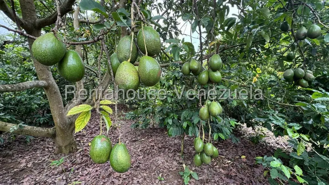 Terreno (Finca) en Venta en Sector El Carmen, Aragua - 6