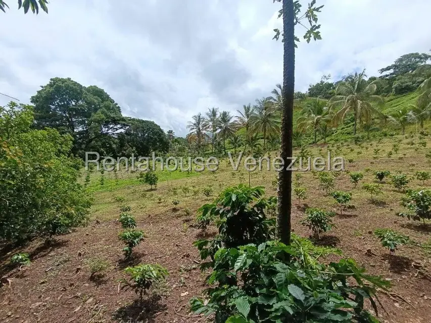 Terreno (Finca) en Venta en Sector El Carmen, Aragua - 63