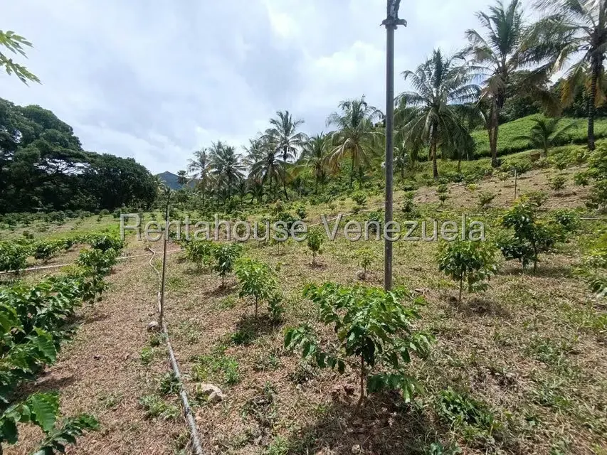 Terreno (Finca) en Venta en Sector El Carmen, Aragua - 65