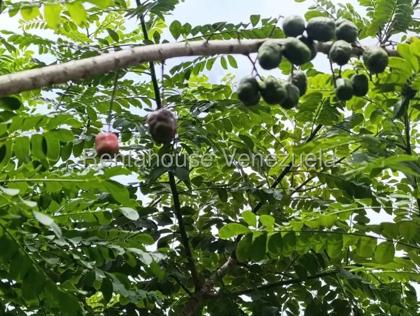 Terreno (Finca) en Venta en Sector El Carmen, Aragua - 70
