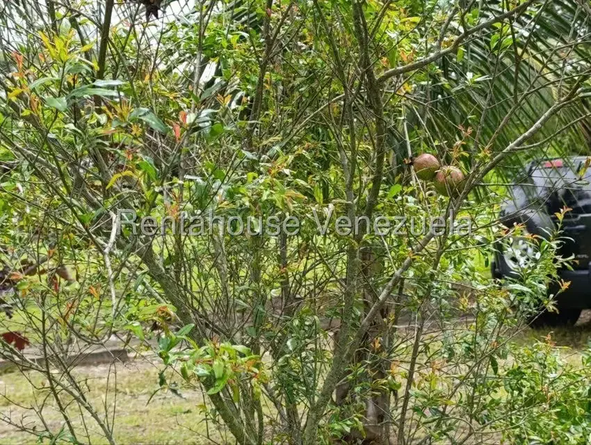 Terreno (Finca) en Venta en Sector El Carmen, Aragua - 71