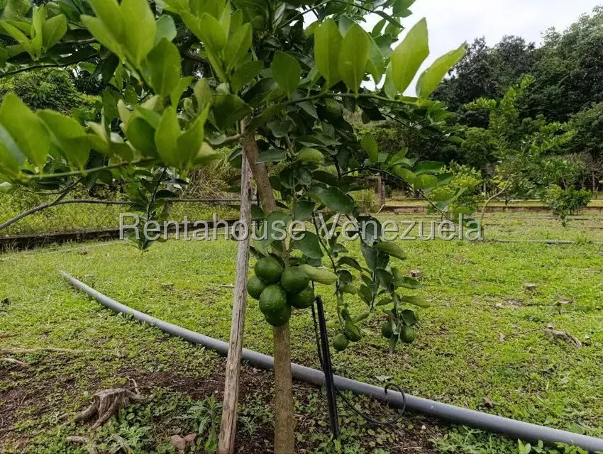 Terreno (Finca) en Venta en Sector El Carmen, Aragua - 72