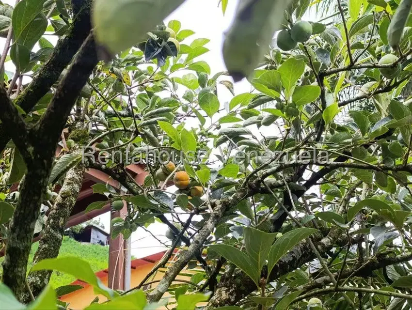 Terreno (Finca) en Venta en Sector El Carmen, Aragua - 74