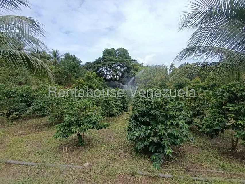 Terreno (Finca) en Venta en Sector El Carmen, Aragua - 75