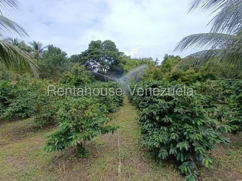 Terreno (Finca) en Venta en Sector El Carmen, Aragua - 79