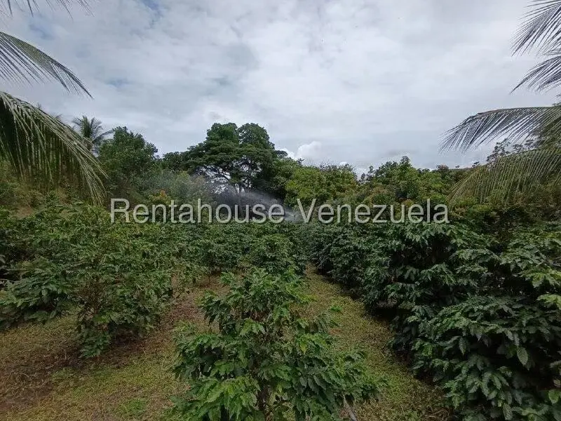 Terreno (Finca) en Venta en Sector El Carmen, Aragua - 80