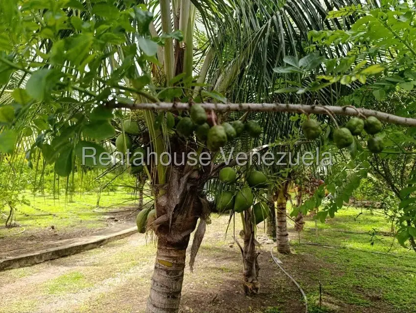 Terreno (Finca) en Venta en Sector El Carmen, Aragua - 9