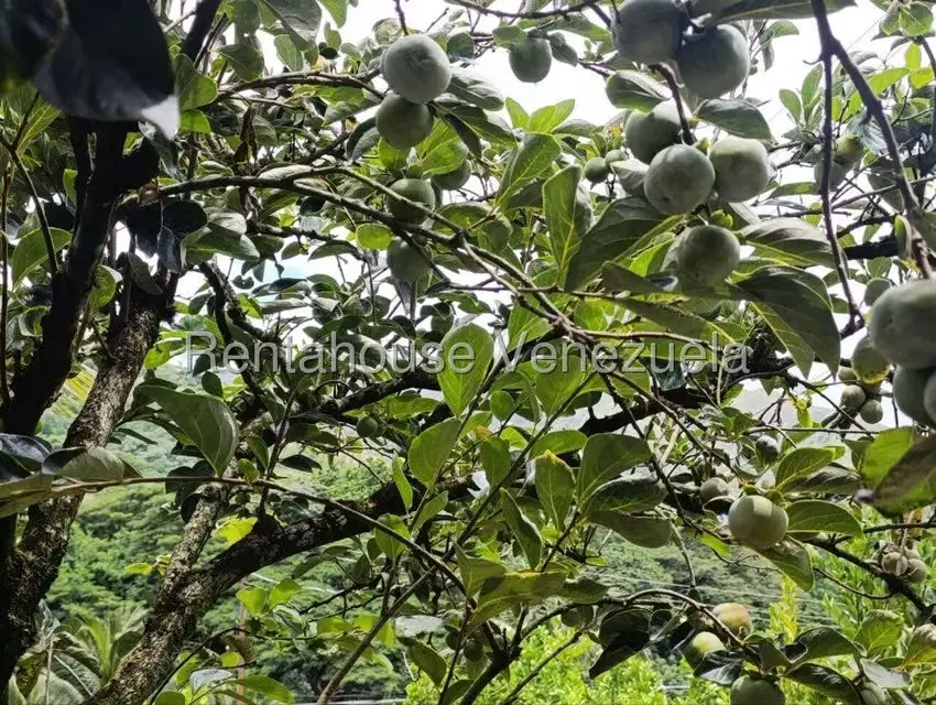Terreno (Finca) en Venta en Sector El Carmen, Aragua - 95