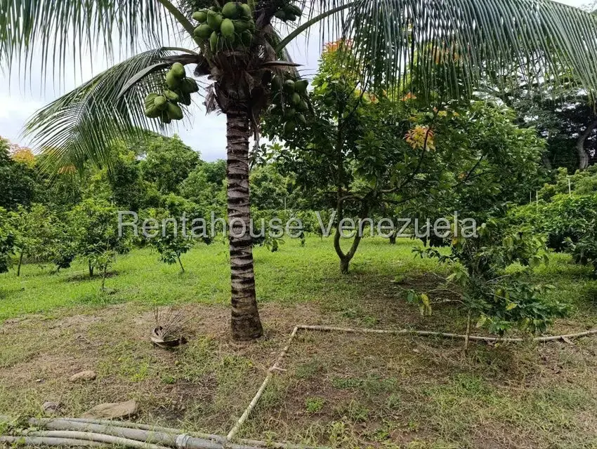 Terreno (Finca) en Venta en Sector El Carmen, Aragua - 98