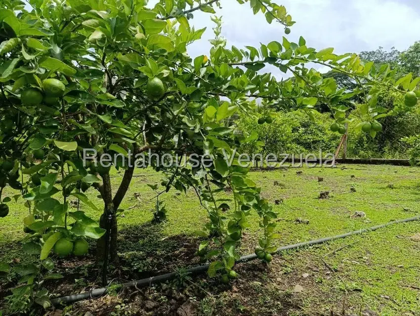 Terreno (Finca) en Venta en Sector El Carmen, Aragua - 10
