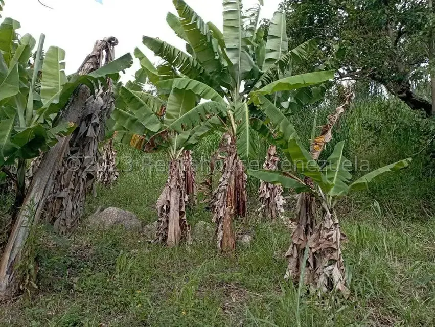 Terreno (Comercial) en Venta en Salado Bajo, Merida - 15