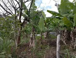 Vista 18