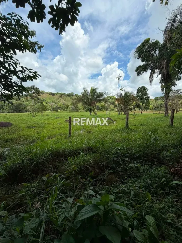 Finca. Venta. Naranjales, Fernandez Feo - 11