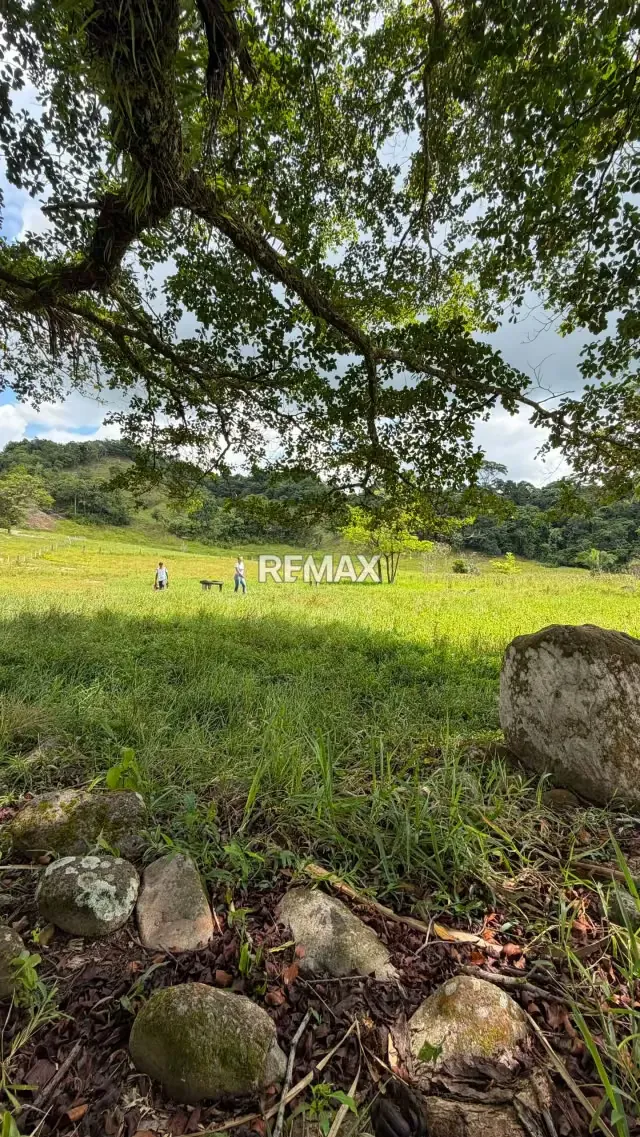 Finca. Venta. Naranjales, Fernandez Feo - 8