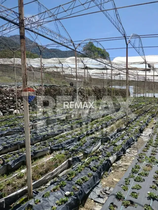 Finca en Terreno - 19