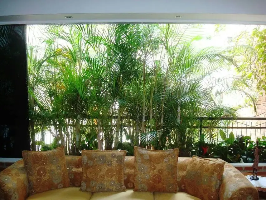 Apartamento (1 Nivel) en Venta en Los Palos Grandes, Distrito Metropolitano - 16