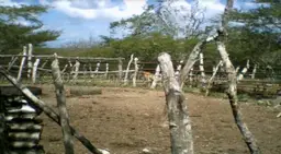 Vista 6