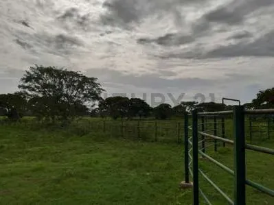 EN VENTA FINCA AGROPECUARIA CON RECURSOS HÍDRICOS SAN CARLOS COJEDES - 4