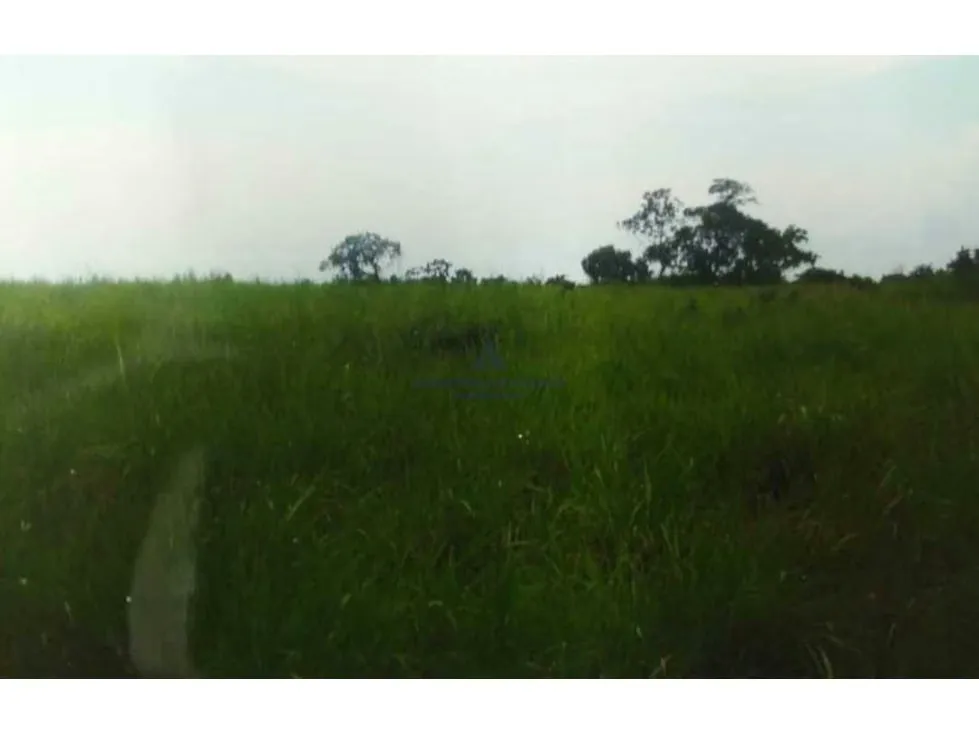Vendo terreno 1.250m2 Municipio Altamira Estado Guarico - 3