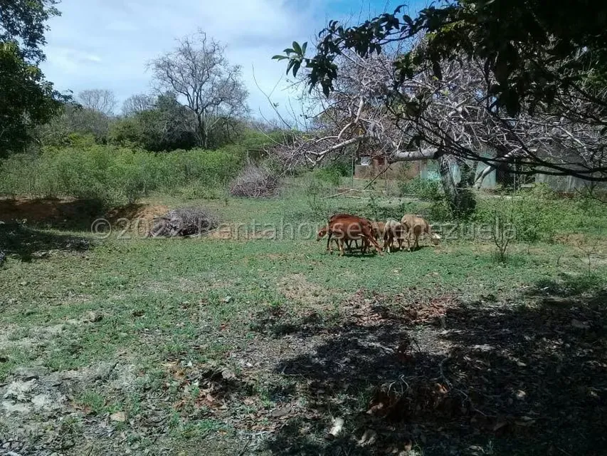 Terreno (Residencial) en Venta en La Montaña, Falcon - 20