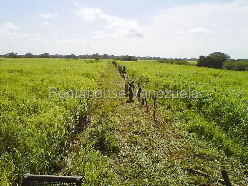 Terreno (Finca) en Venta en Arismendi, Barinas - 12