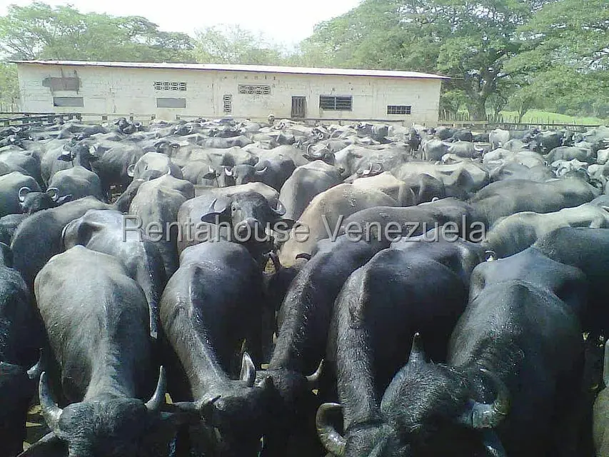 Terreno (Finca) en Venta en Arismendi, Barinas - 3