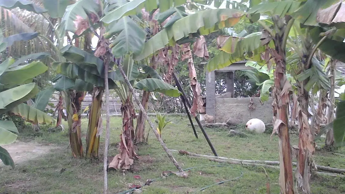 Terreno (Residencial) en Venta en Higuerote, Miranda - 10