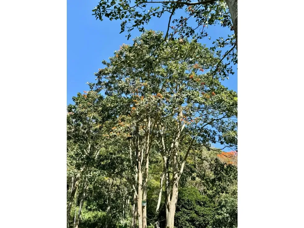 Se vende finca 19 hectareas San Casimiro - 91