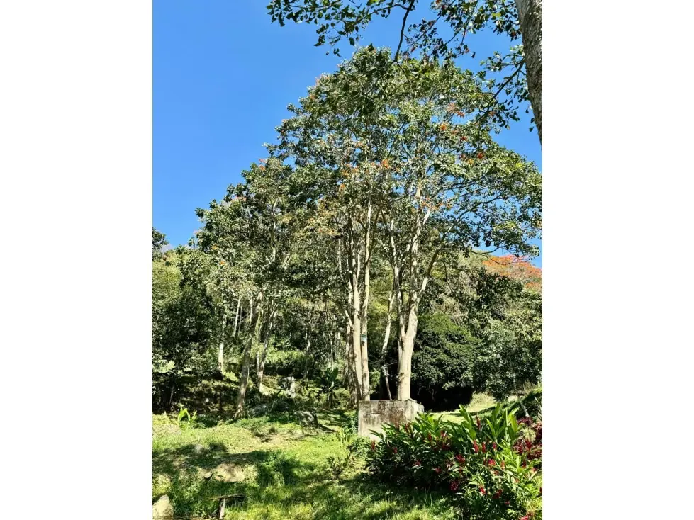 Se vende finca 19 hectareas San Casimiro - 92