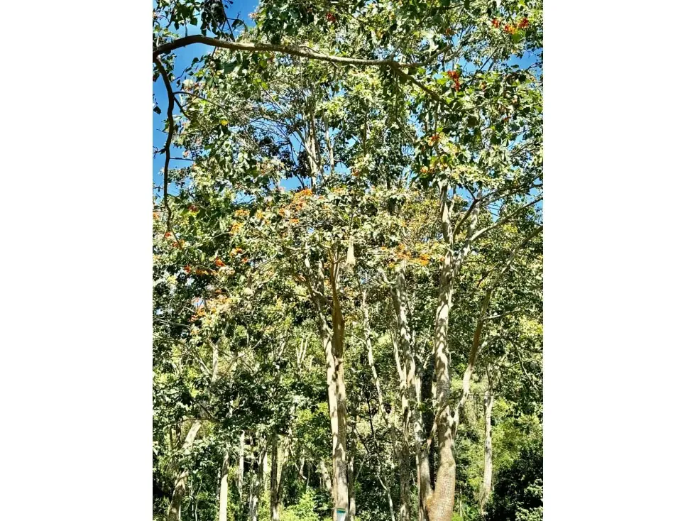 Se vende finca 19 hectareas San Casimiro - 93
