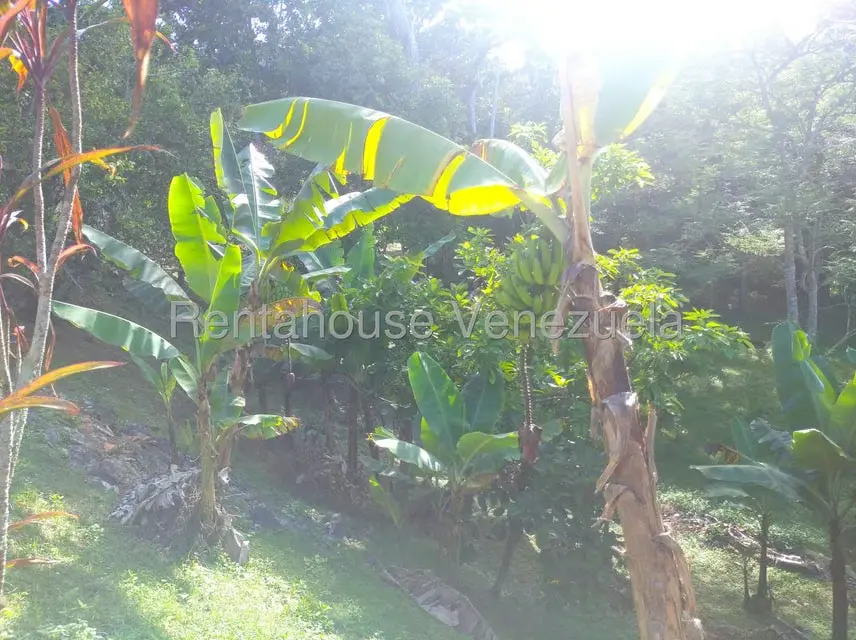 Casa (Casas de Campo) en Venta en Parcelamiento Cortada del guayabo, Miranda - 29