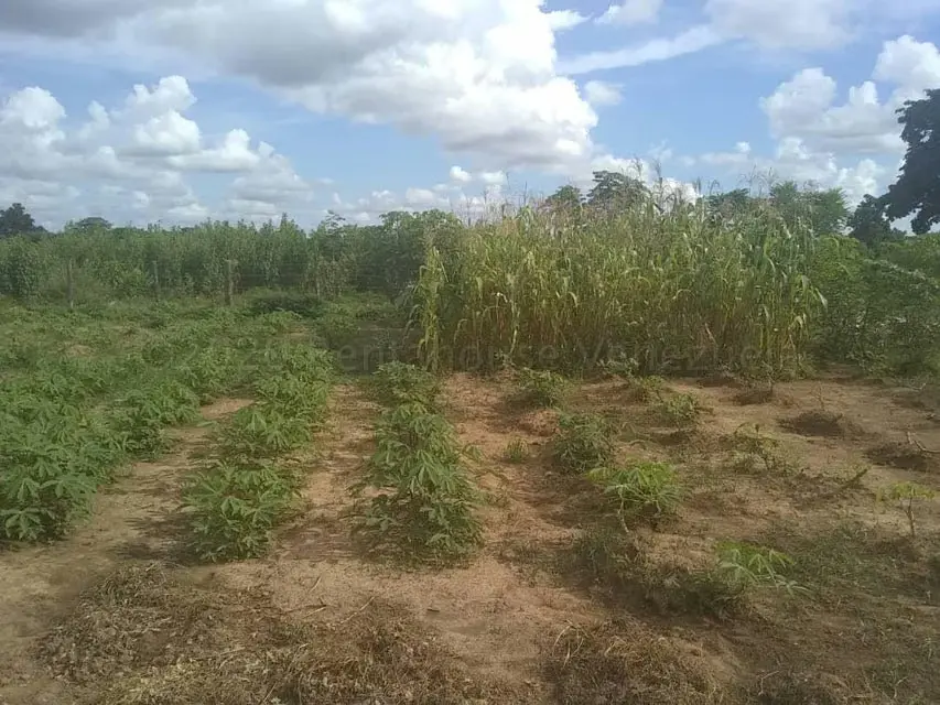 Terreno (Comercial) en Venta en Centro, Portuguesa - 16