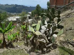 Vista 63