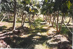Vista 12