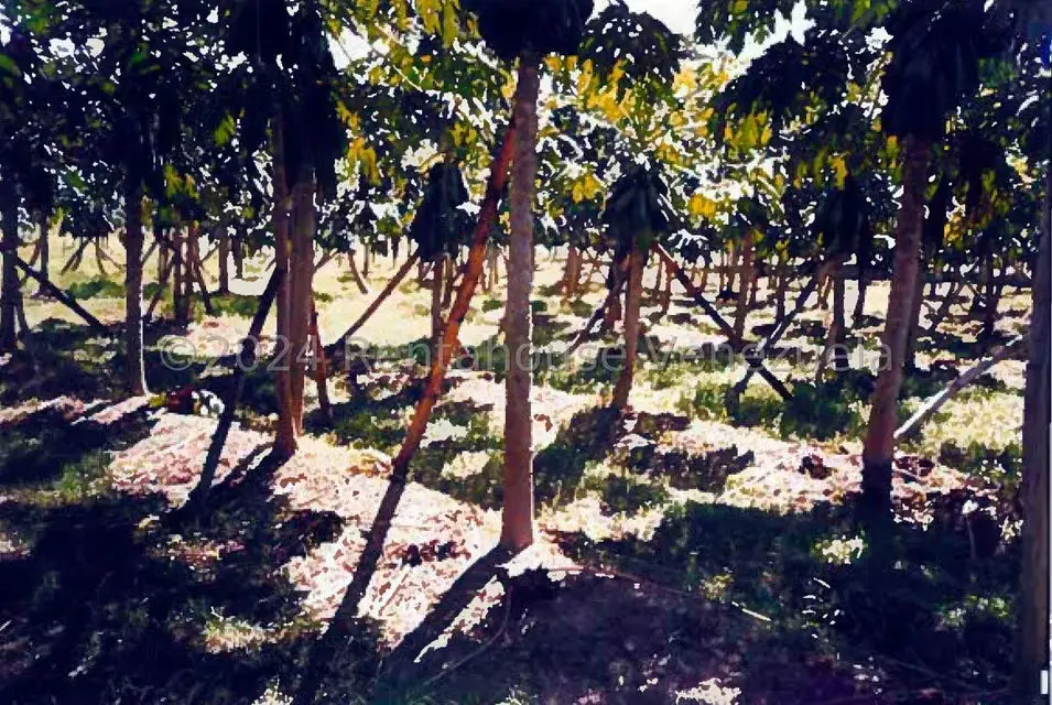 Terreno (Finca) en Venta en Villas de San Fernando, Miranda - 3