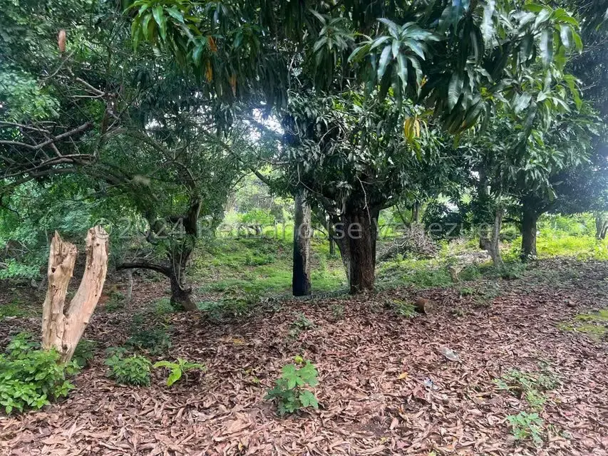 Casa (1 Nivel) en Venta en Distrito San Casimiro, Aragua - 15
