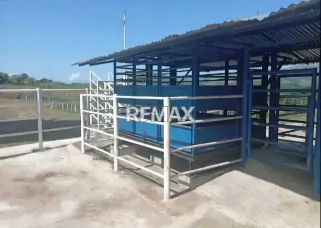 Venta Finca 55 hectáreas en Tinaco - 4