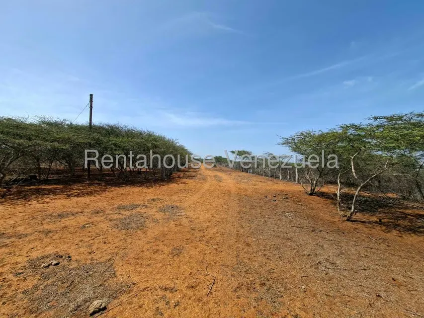 Terreno (Finca) en Venta en Pueblo Nuevo, Falcon - 11